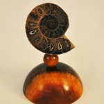 Аммонит на породе Симбирцита