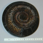 Пепельница из Аммонита 