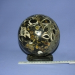 Шар Ракушечник (Танатоценоз)