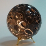 Шар Ракушечник (Танатоценоз)