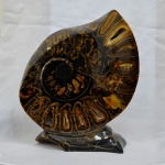 Композиция Аммонит