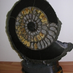 Аммонит на породе Симбирцита