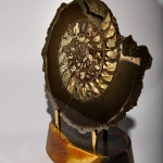 Аммонит на породе Симбирцита