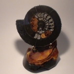 Аммонит на породе Симбирцита