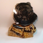 Аммонит на породе Симбирцита