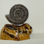 Аммонит на породе Симбирцита