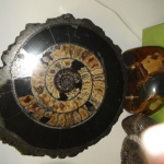 Композиция с Аммонитом