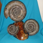 Композиция с Аммонитом