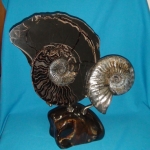 Композиция с Аммонитом