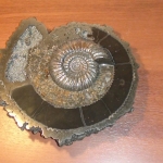 Композиция с Аммонитом