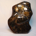 Композиция Аммонит в породе Симбирцита