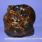 Композиция Аммонит с Симбирцитом