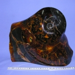 Композиция Аммонит с Симбирцитом