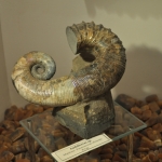 Аммонит Audoliceras (Гетероморф)