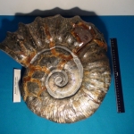 Аммонит Trophseum