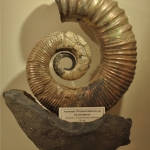 Аммонит на матриксе