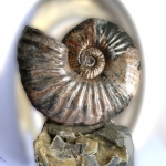 Аммонит на подставке