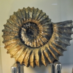 Аммонит Cheloniceras Natarius