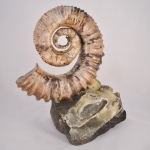 Аммонит Proaustraliceras Tuberculatum