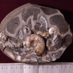 Аммониты Шиловка