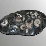 Аммониты Шиловка