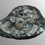Аммониты Шиловка