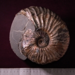 Аммонит DESHAYESITES SP.