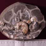 Аммониты Шиловка