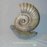 Аммонит Proaustraliceras Tuberculatum