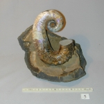 Аммонит Audoliceras (Гетероморф)