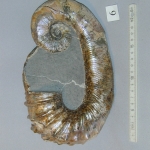 Аммонит Audoliceras (Гетероморф)
