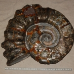 Аммонит Proaustraliceras Tuberculatum 