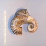 Аммонит Audoliceras (Гетероморф)