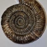 Аммонит Speetoniceras Versicolor