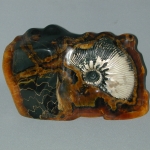 Аммонит в Симбирците