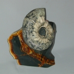 Аммонит