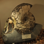 Аммонит Simbirskites 