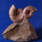 Композиция (1)