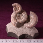 Композиция (6)