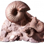 Композиция (13)