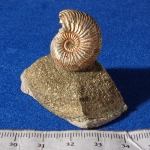 Композиция (22)