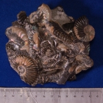 Тонатоценоз