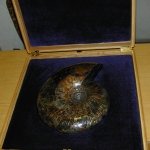 Аммонит в упаковке