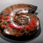 Аммонит перламутр