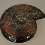 Перламутровые аммониты (1)