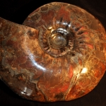 Перламутровые аммониты (2)