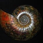 Перламутровые аммониты (3)