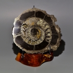 Аммонит на глыбе примерка