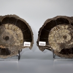 Аммонит распил 24-25