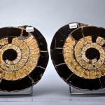 Аммонит распил д30